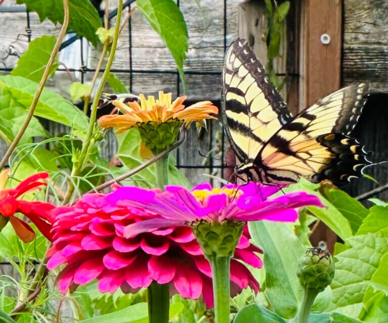 In Memory of Rev. Sandra L. Ingham (1944-2025)